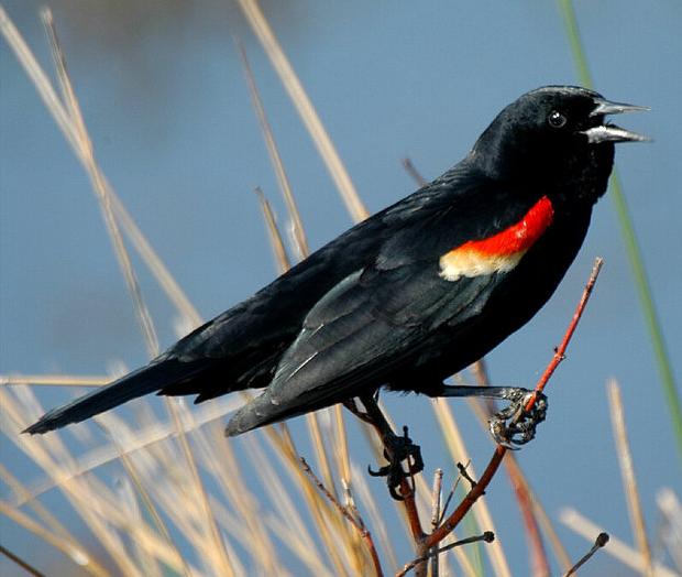 Tricoloured blackbird