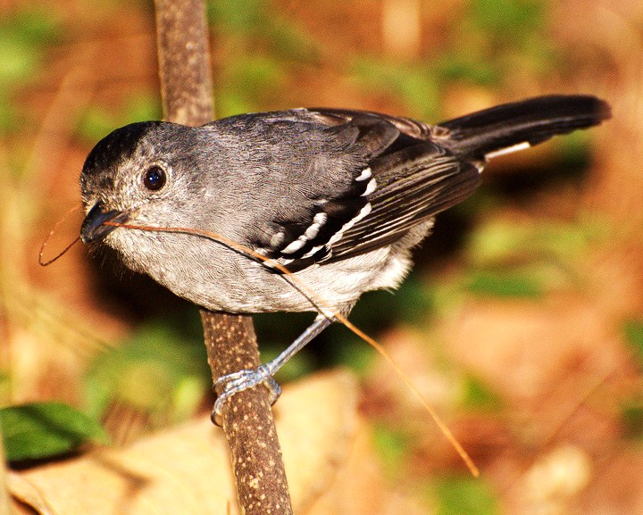 Variable antshrike