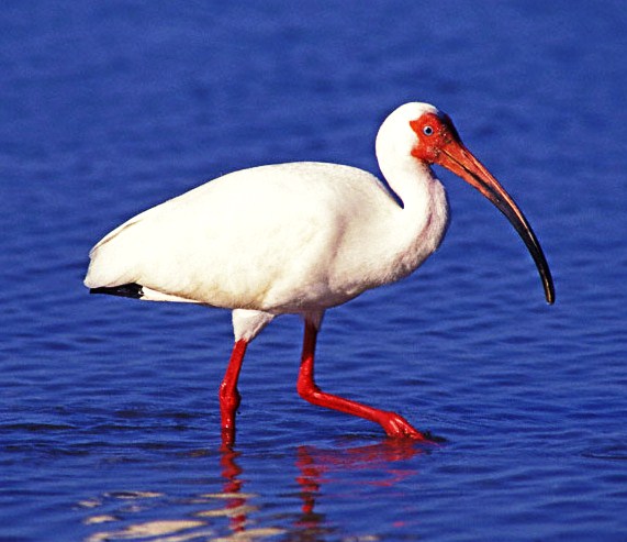 White ibis