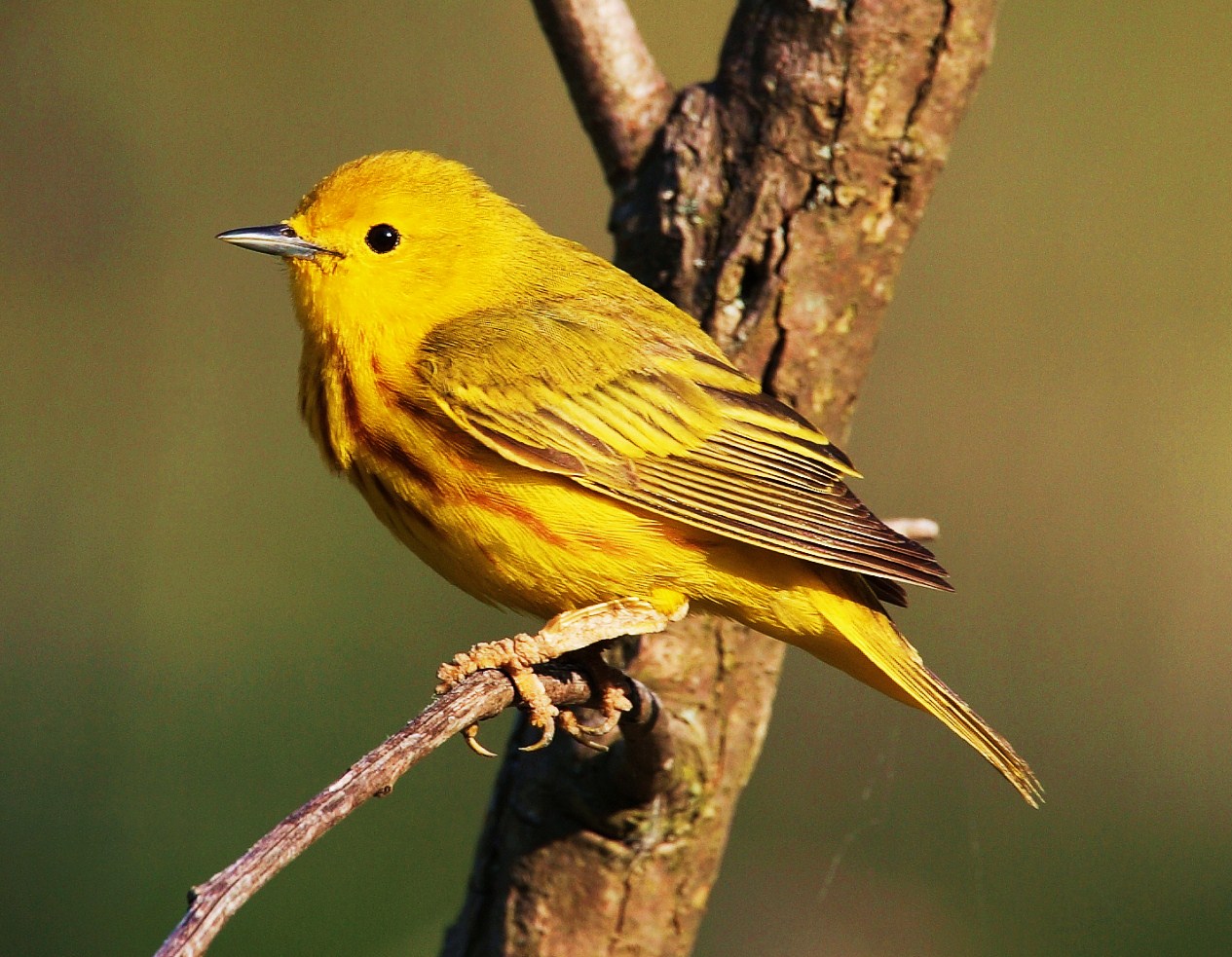 Yellow warbler