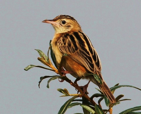 Zitting cisticola