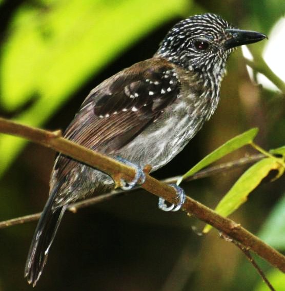 Black-hooded antshrike