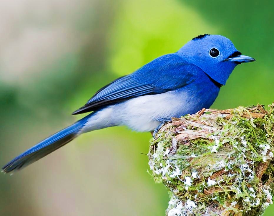 Black-naped monarch