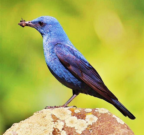 Blue rock-thrush