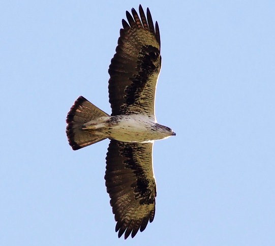 Bonelli's eagle