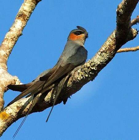 Crested treeswift