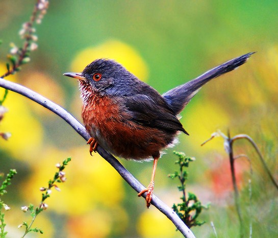 Dartford warbler