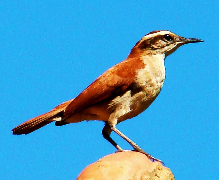 Tail-banded hornero