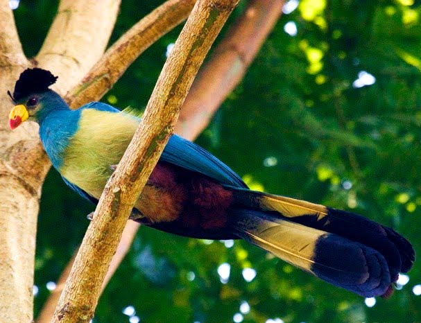 Great blue turaco