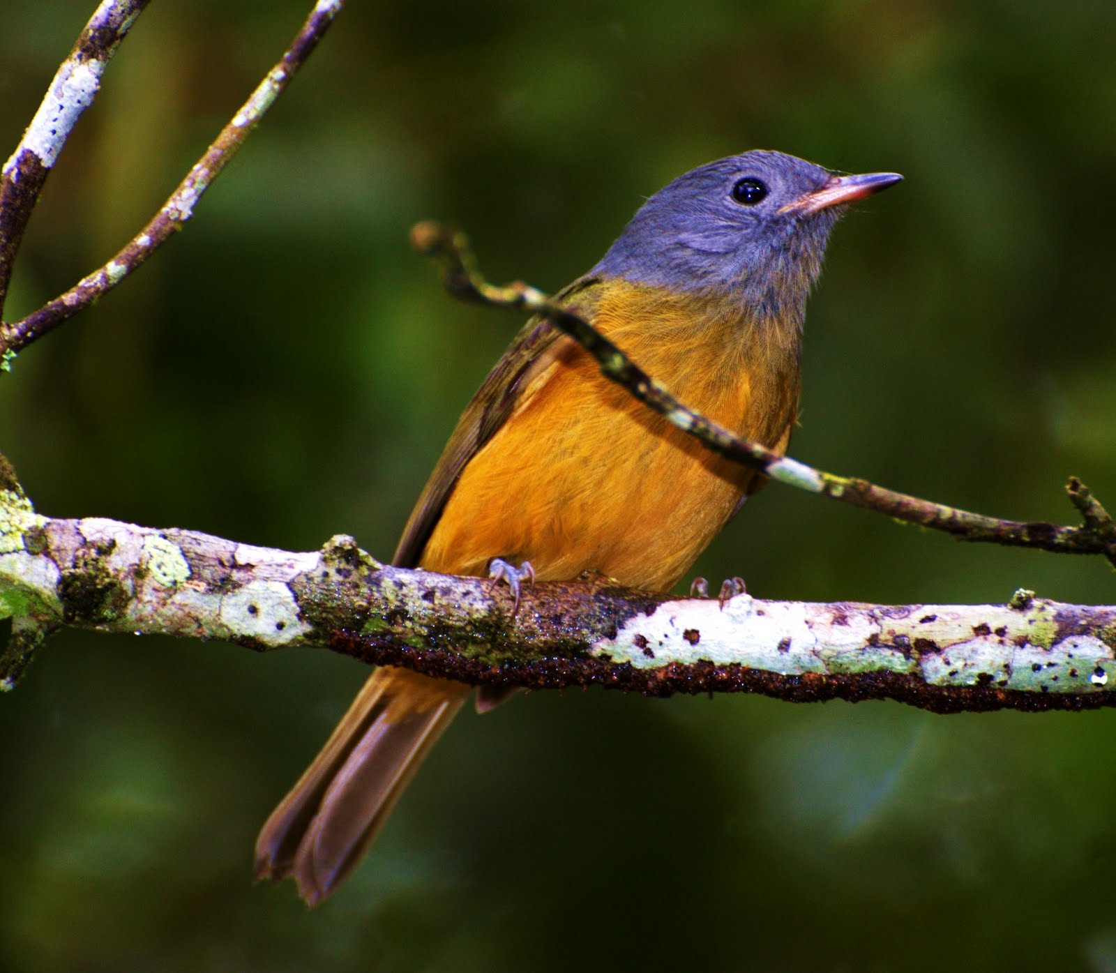 Grey-hooded flycatcher