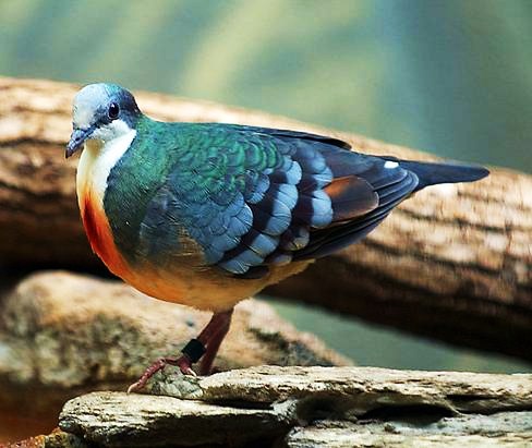 Luzon bleeding-heart