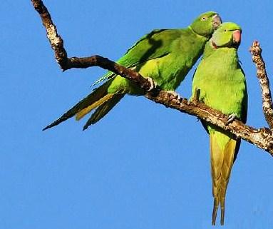 Mauritius parakeet