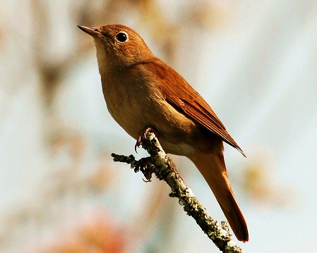 Nightingale