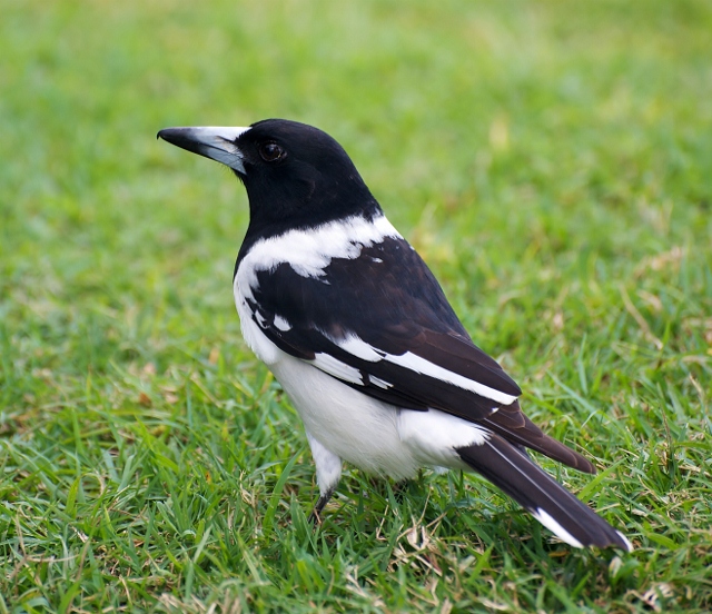 Pied butcherbird