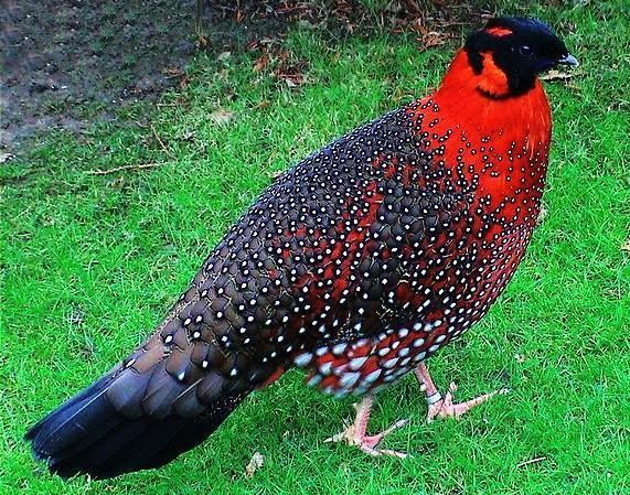 Satyr tragopan