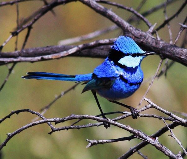 Splendid fairywren