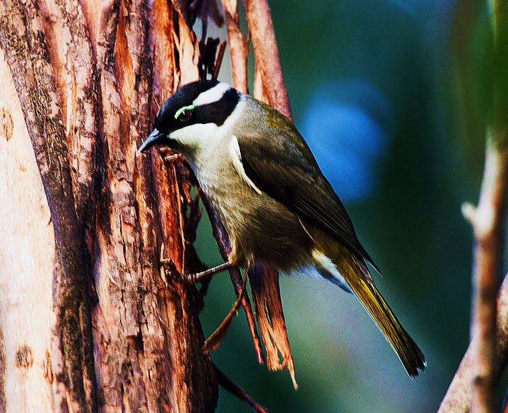 Strong-billed honeyeater