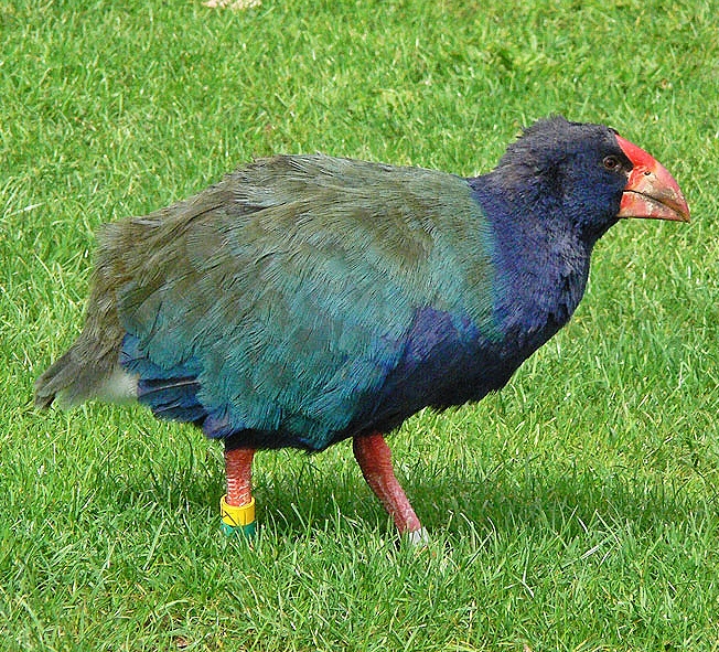 Takahe