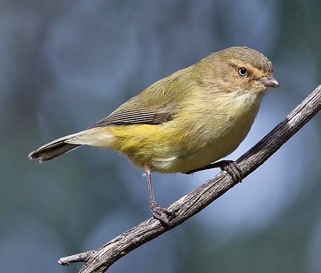 Weebill