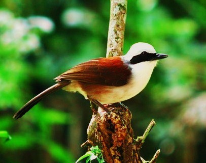 White-crested laughingthrush