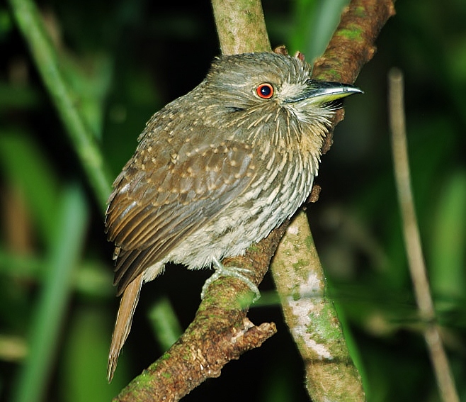 White-whiskered puffbird