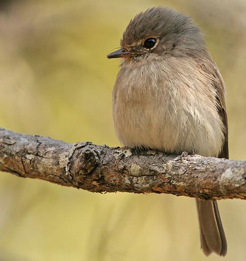 African dusky flycatcher