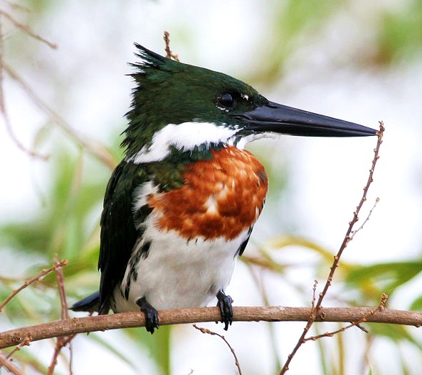 Amazon kingfisher