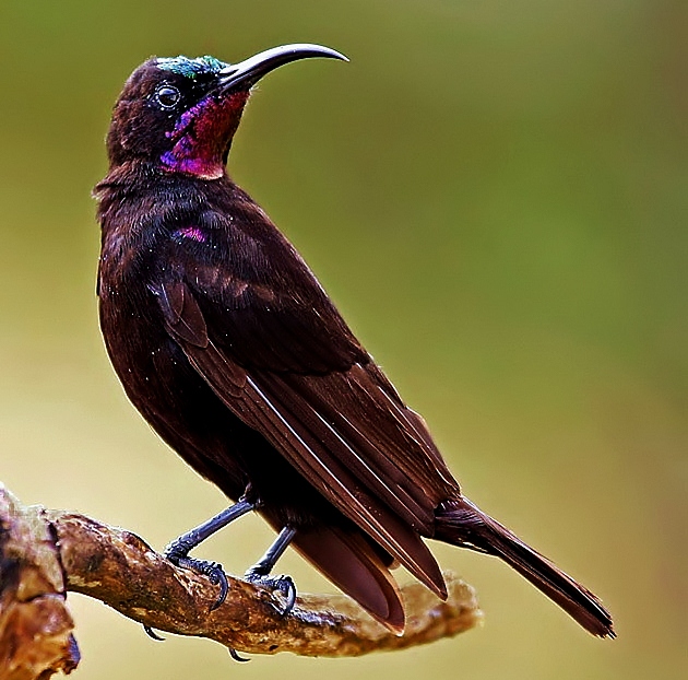 Amethyst sunbird