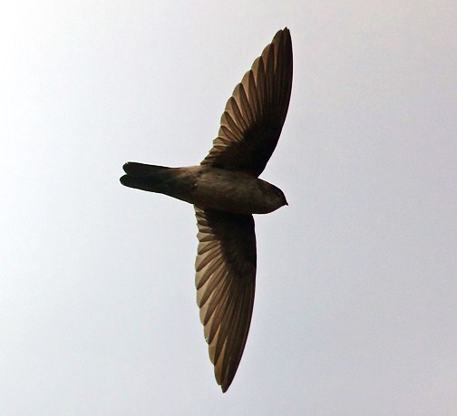 Australian swiftlet