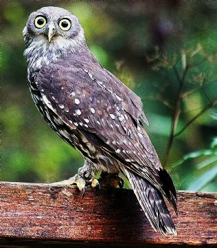 Barking owl