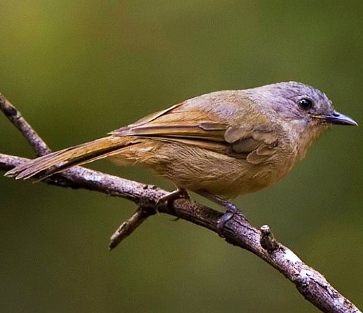 Brown-cheeked fulvetta