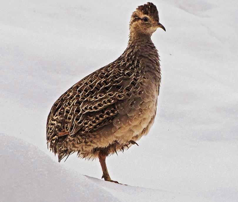 Chilean tinamou