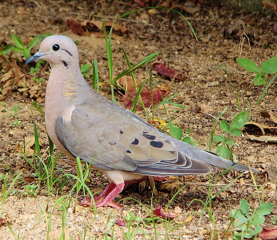 Eared dove