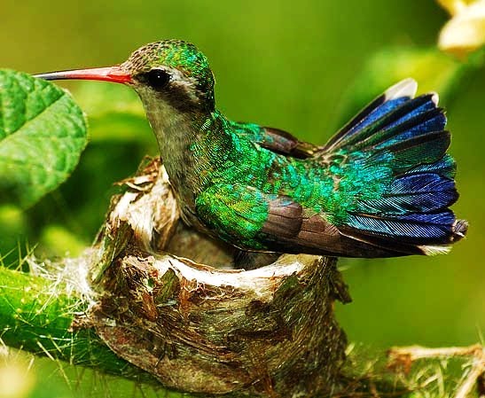 Glittering-bellied emerald