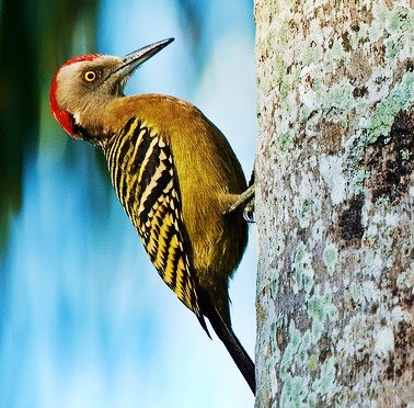 Hispaniolan woodpecker