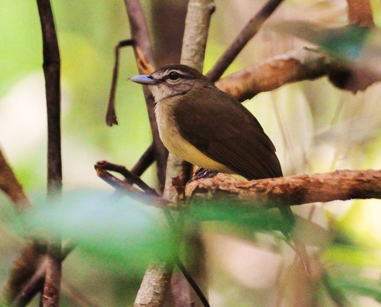 Hook-billed bulbul