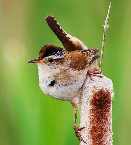 Marsh wren