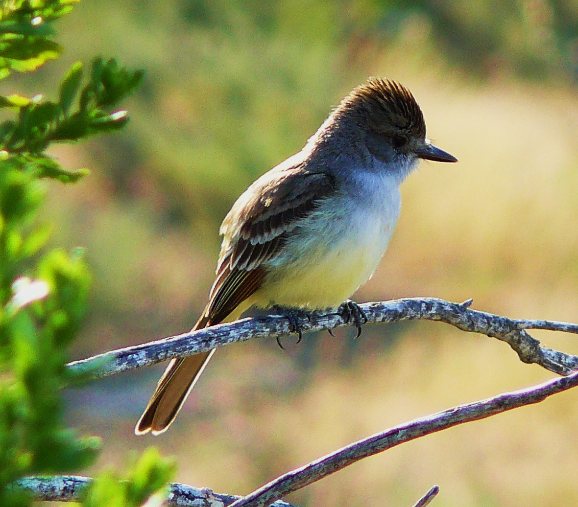 Ash-throated flycatcher