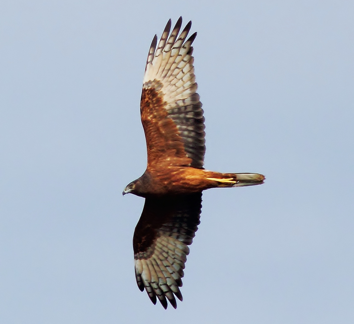 Pacific marsh harrier