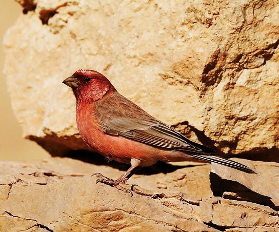 Pale rosefinch