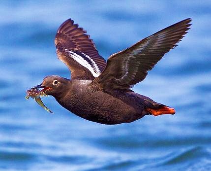 Pigeon guillemot