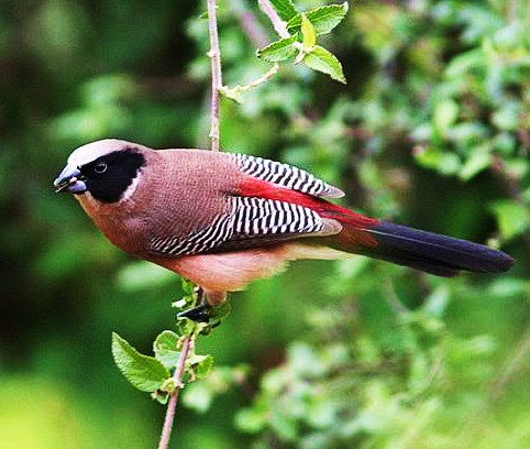 Red-rumped waxbill