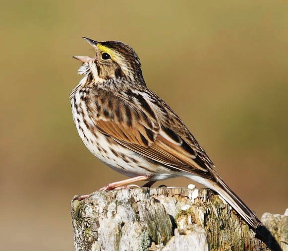 Savanna sparrow