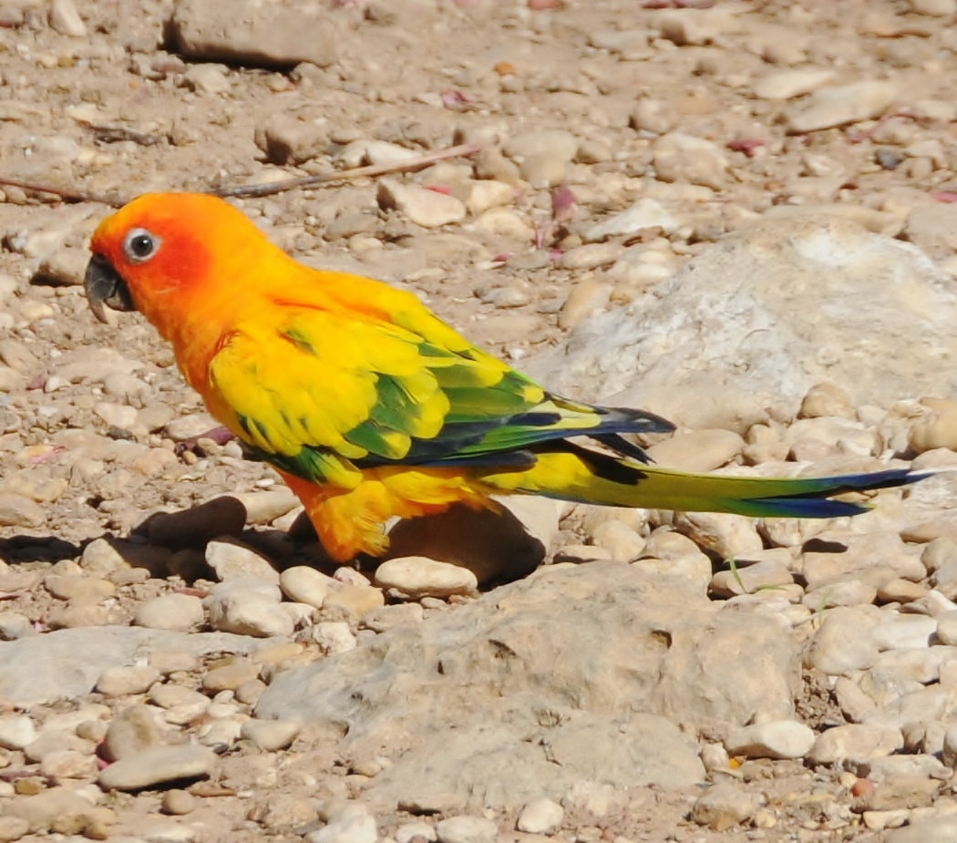 Sun parakeet