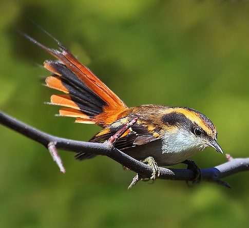 Thorn-tailed rayadito