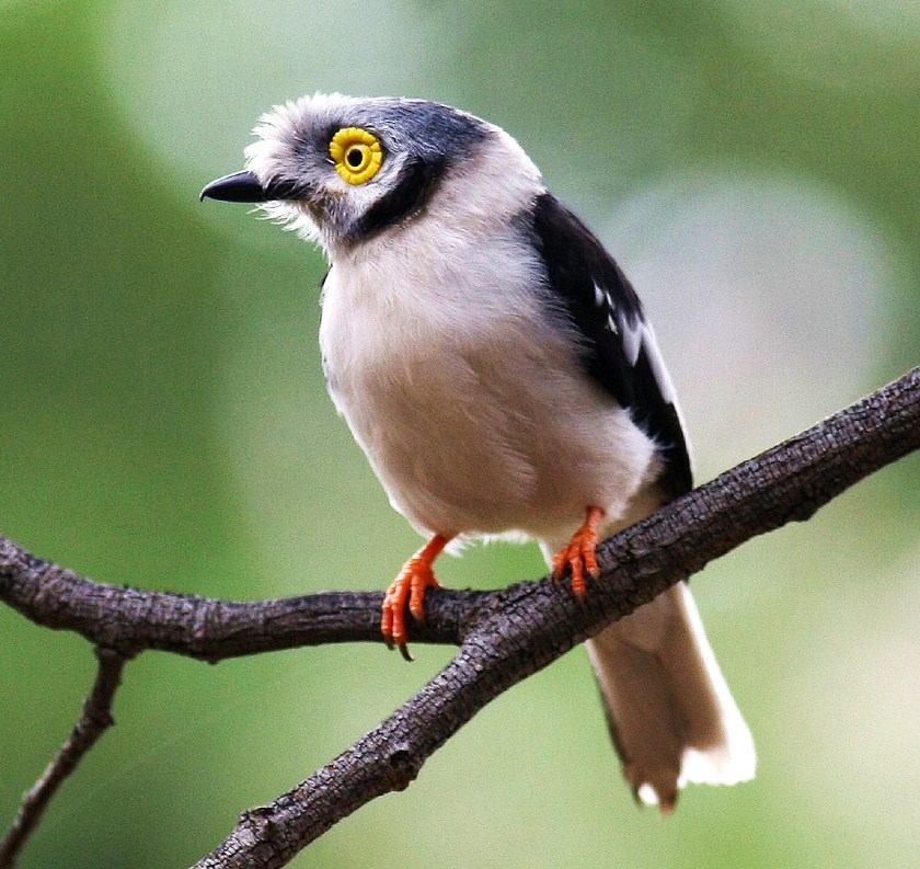 White helmetshrike