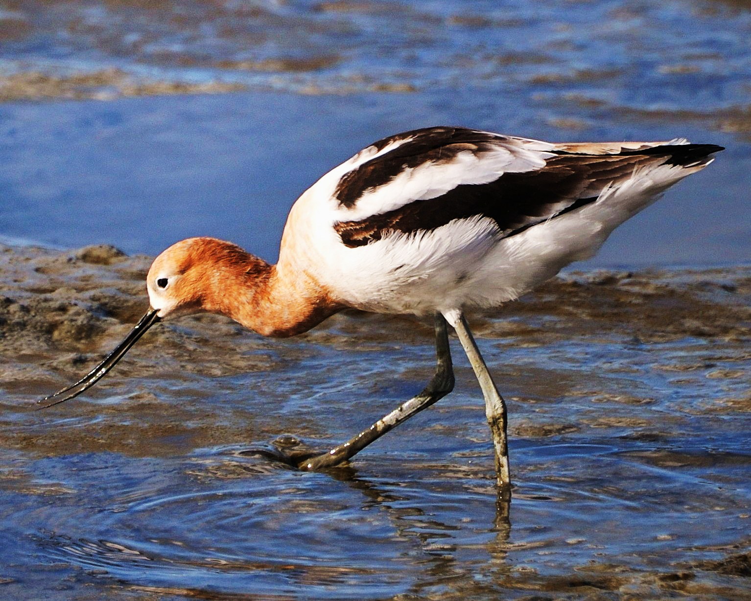 American avocet