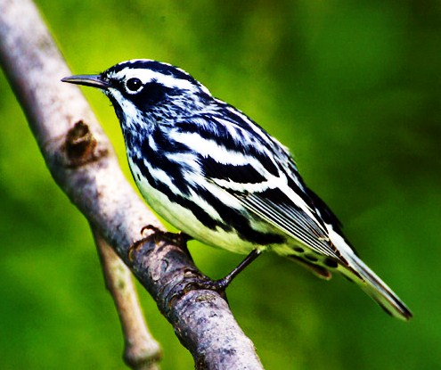 Black-and-white warbler