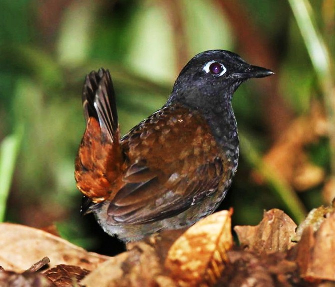 Black-headed antthrush