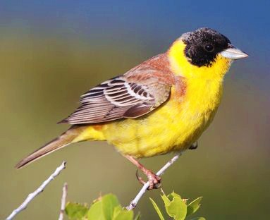 Black-headed bunting